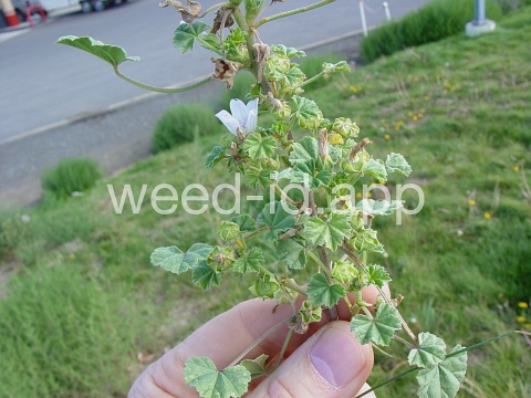 mallow, common